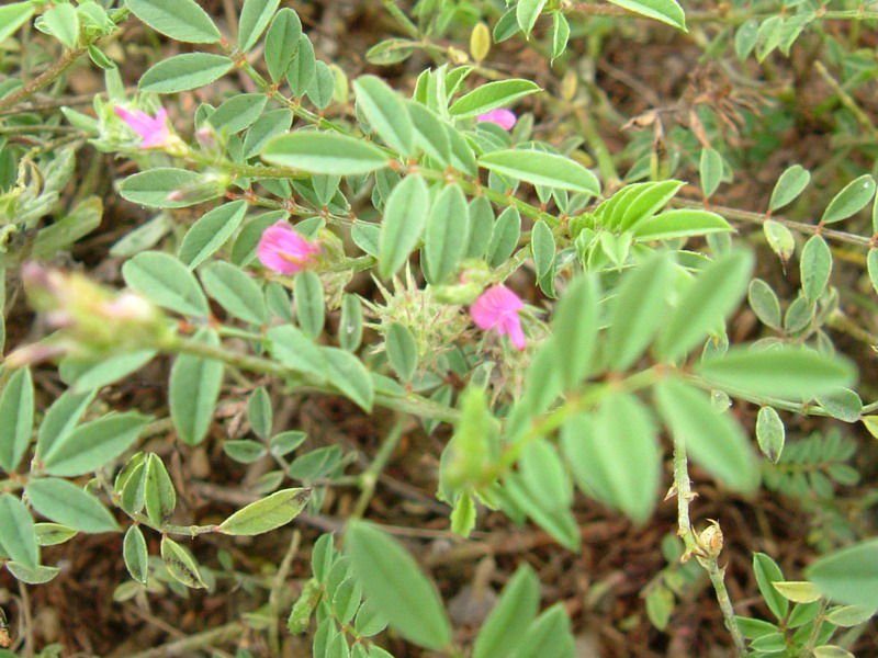 Fiori di greto 3 - Onobrychis cfr. caput-galli